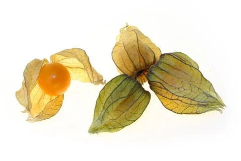 Phys-alis Stock Photos