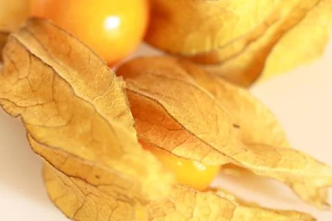 Physalis 1 Stock Photos