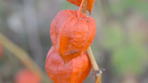 Physalis alkekengi Stock-Footage 119843496