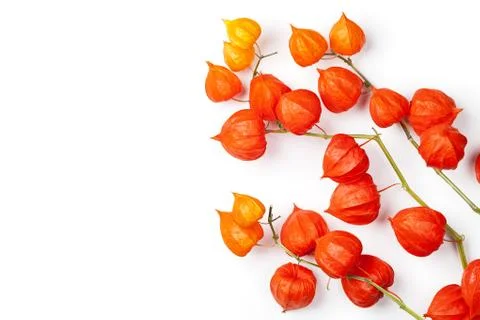 Physalis alkekengi Stock Photos