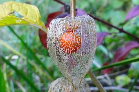 Physalis alkekengi. Stock Photos