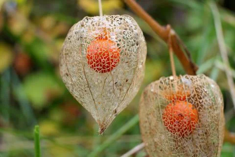 Physalis alkekengi. Stock Photos