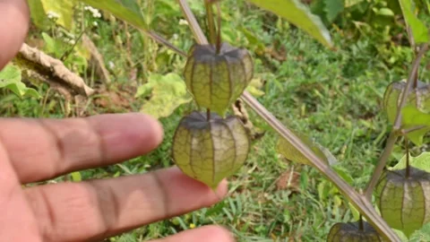 Physalis angulata flowers. Stockbeeldmateriaal 268430006
