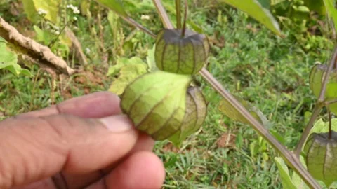 Physalis angulata flowers. Stock Footage 268430121