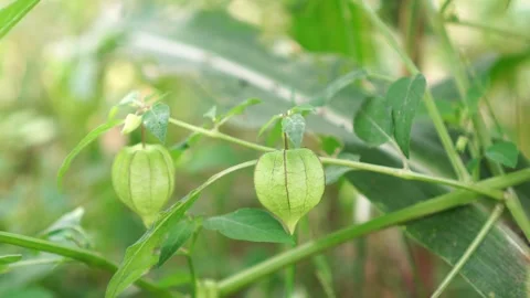 Physalis angulata in the garden Video stock 262302194