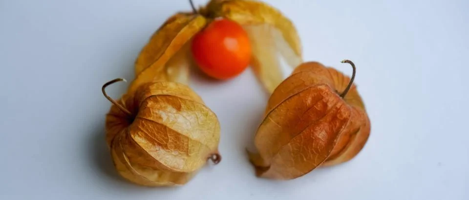 Physalis angulata Stock Photos