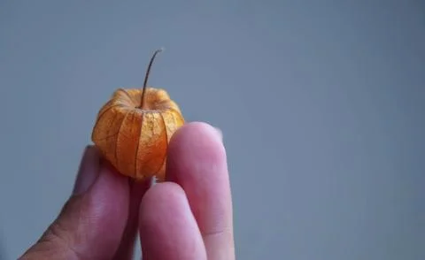 Physalis angulata Stock Photos