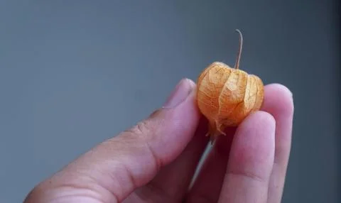 Physalis angulata Stock Photos