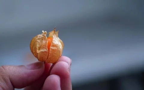 Physalis angulata Stock Photos