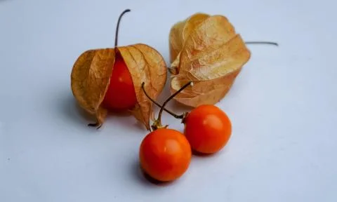 Physalis angulata Stock Photos