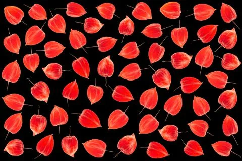 Physalis background Stock Photos