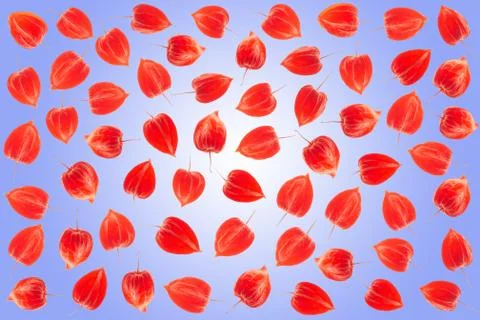 Physalis background Stock Photos