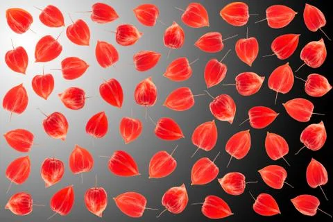 Physalis background Foto stock