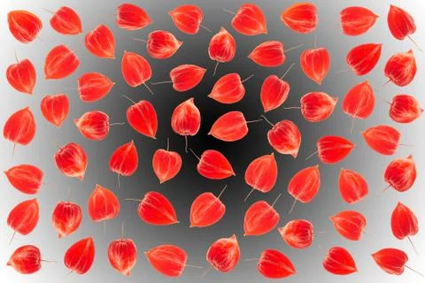 Physalis background Stock Photos