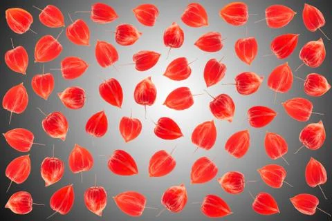Physalis background Foto stock