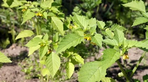 Physalis on a bed 스톡 동영상 52627707