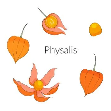 Physalis berries and leaves set, superfoods stock vector illustration. Stock Illustration