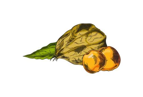Physalis berries, green leaf and closed sepal fetus. Stock Illustration