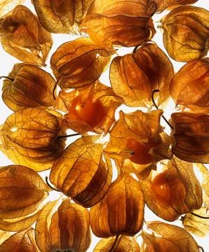 PHYSALIS BERRIES ON WHITE BACKGROUND Stock Photos