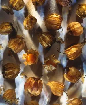 PHYSALIS BERRIES ON WHITE BACKGROUND Foto stock