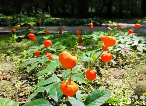 Physalis berry in red shell on a branch - Physalis peruviana Stock Photos