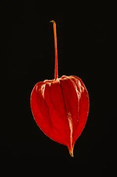 Physalis on the black background Stock Photos