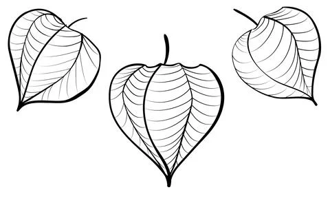 Physalis black line monochrome vector icon Stock Illustration