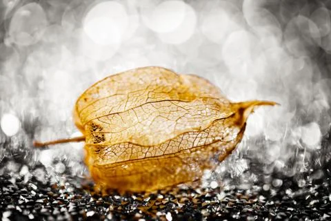 Physalis on a bokeh background. Close up. Stock Photos