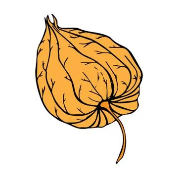 Physalis box colored drawing isolated on white background Stock Illustration