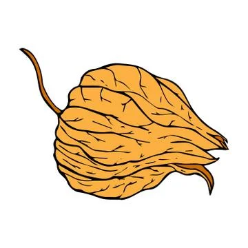 Physalis box colored drawing isolated on white background Stock Illustration