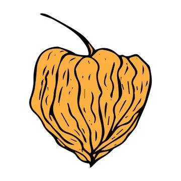 Physalis box colored drawing isolated on white background Stock Illustration