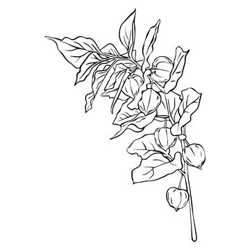 Physalis branch composition. Physalis vector illustration. Simple line drawin Stock Illustration