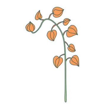 Physalis branch in flat style with lines. Stock Illustration