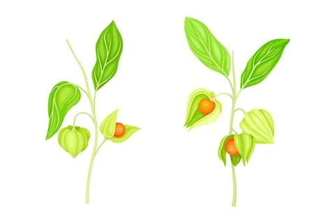 Physalis branches set. Golden berry plant, organic antioxidant food vector Stock Illustration