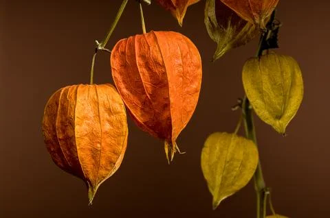 Physalis on a brown background Foto stock