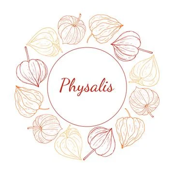 Physalis circular decorative frame. Organic healthy food wreath with space .. Ilustração Stock