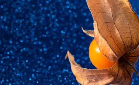 Physalis close up on blurred blue background. Selective focus. Copy space for Stock Photos