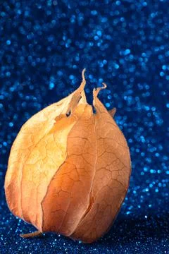 Physalis close up on blurred blue background. Selective focus. Copy space for 写真素材
