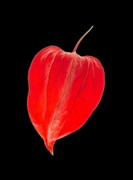 Physalis close up Stock Photos