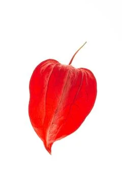 Physalis close up Stock Photos