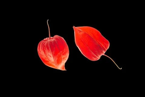 Physalis close ups Stock Photos