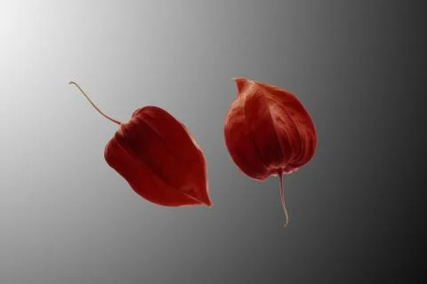 Physalis close ups Foto stock