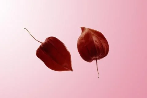 Physalis close ups Stock Photos