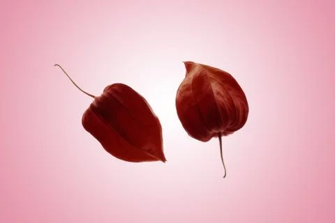 Physalis close ups Stock Photos