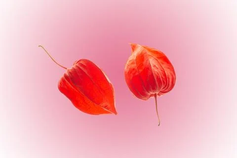 Physalis close ups Stock Photos