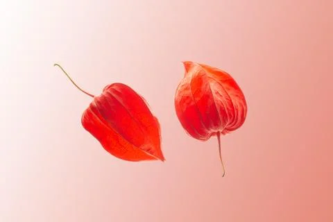 Physalis close ups Stock Photos