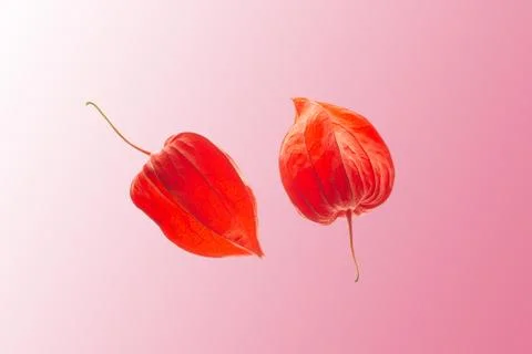 Physalis close ups Foto stock