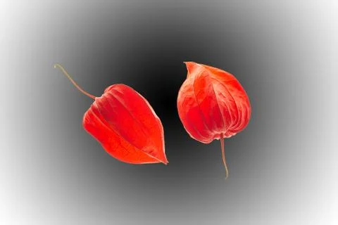 Physalis close ups Stock Photos