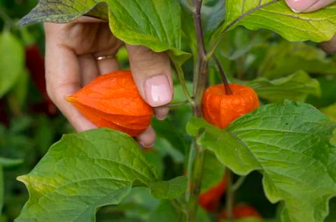 Physalis on the farm Stock Photos