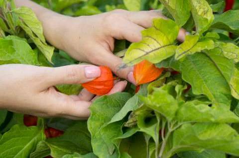 Physalis on the farm. Stock Photos